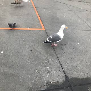 The Seagull on the Sidewalk