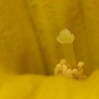 Up Close with Yellow Flower's Pollen