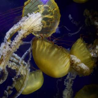 Dancing in the Deep Blue: Jellyfish at the Aquarium