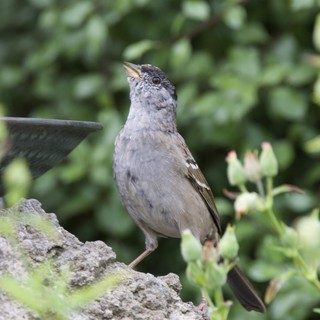 Gray Catbird Perched at Garden Birdbath