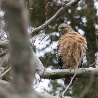 Red-Shouldered Hawk Perched in Winter Forest