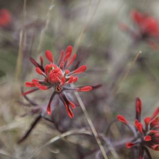 Red Geranium Blossoms