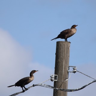 Double-Crested Cormorants Perched on Weathered Wooden Post