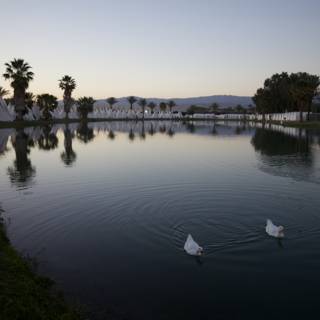 Serene Swans at Sunset