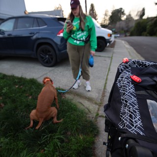 Evening Dog Walk with Stroller in Suburban Neighborhood