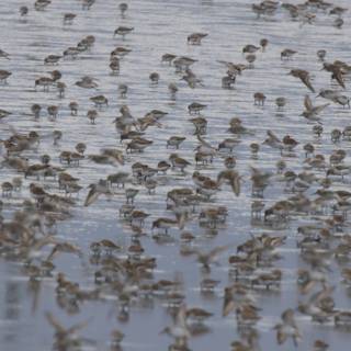 Dance of the Shorebirds