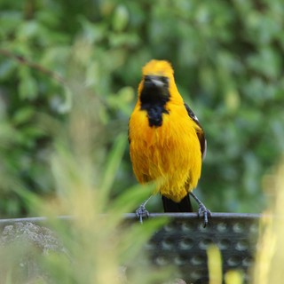 Vibrant Hooded Oriole Perched on Wire Fence