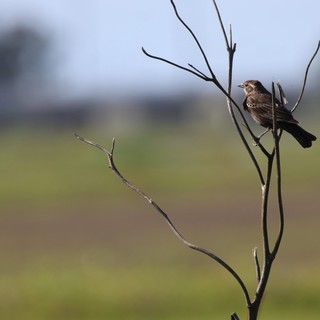 Solitary Bird Perched on Bare Branch in Wetlands