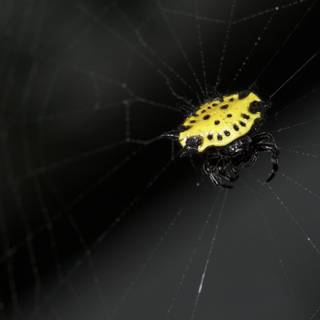 Sun-Kissed Garden Spider
