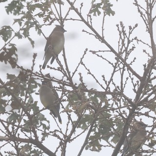 Cedar Waxwings Perched in Winter Tree Branches
