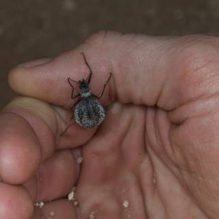 Tiny Insect on a Human Hand