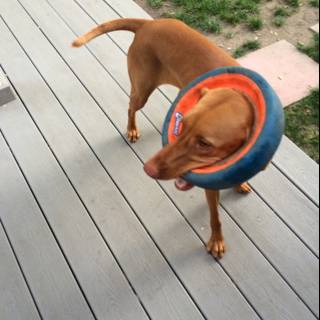 Happy Vizsla with Frisbee