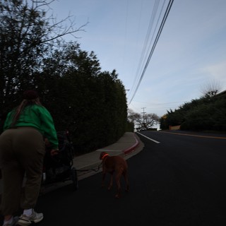 Evening Walk with Dog on Suburban Street