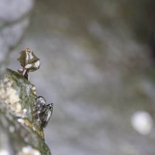 Tiny Fly Perched on Algae-Covered Rock Edge