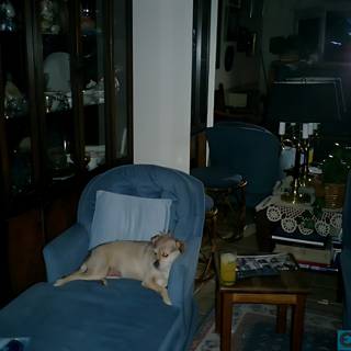 A Pooch in Blue Chair