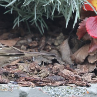 House Sparrow Foraging Among Autumn Leaves