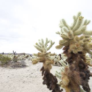 Green and Gorgeous in the Joshua Tree Desert