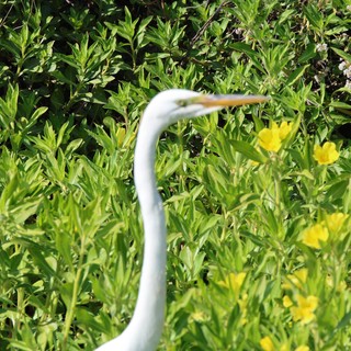 Great Egret Standing Among Yellow Wildflowers in Wetland