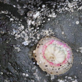 Vibrant Pink Limpet Amid Barnacles on Tidal Rock
