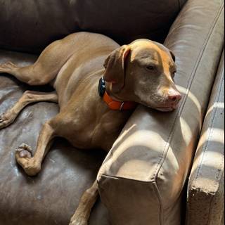 Lazy Morning Sunbeam