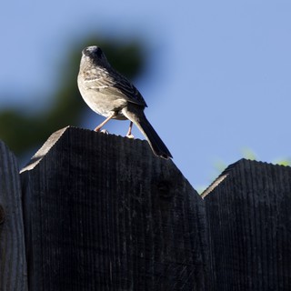 Dark-Eyed Junco Perched on Weathered Fence at Dusk