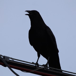 Silhouetted Bird Calling from Power Lines at Dusk