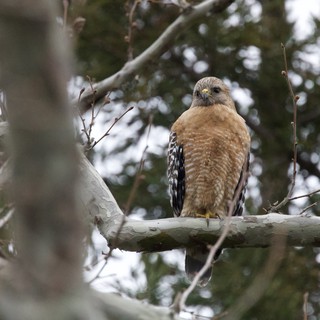 Red-shouldered Hawk Perched in Winter Tree
