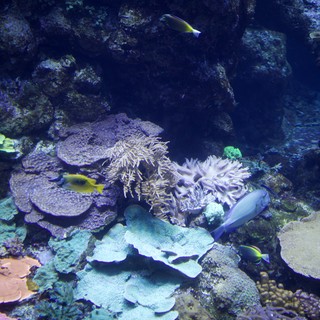 Vibrant Coral Reef Ecosystem with Tropical Fish