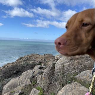 Dog gazing at ocean view
