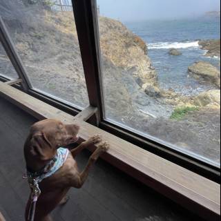 Ocean View Pupper