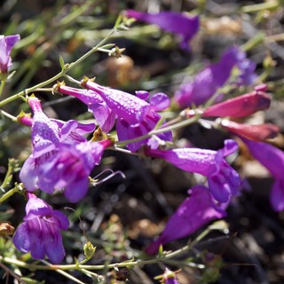 Purple Penstemon Blooms Glistening After Spring Rain