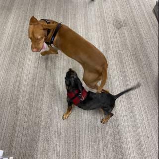Office Playtime