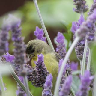 Lavender Sips and Chirps