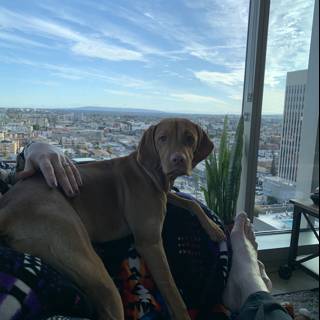 Lap Dog with Building cityscape