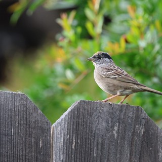 Golden-crowned Sparrow Perched on Weathered Wooden Fence