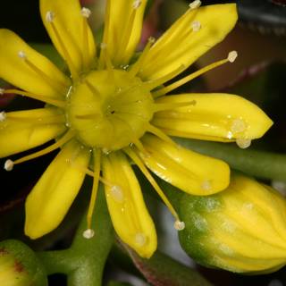 Vibrant Yellow Geranium Flower