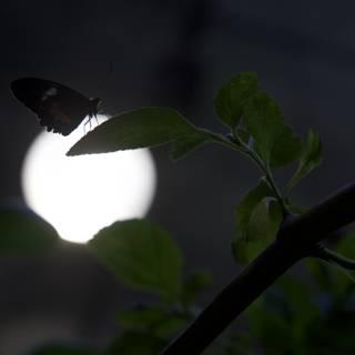 Luminary Encounter: The Night Butterfly