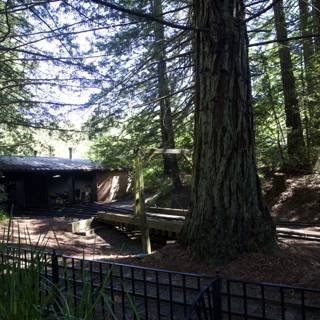 Enchanted Rails: The Tilden Steam Trains Among Towering Redwoods