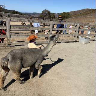 A Day with the Llama