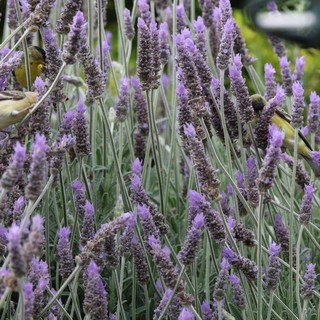 Goldfinches Feeding on Lavender Flowers in Garden