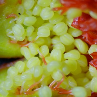 Macro Close-Up of Exotic Fruit Seeds and Flesh