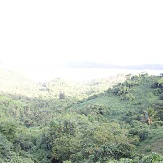 Serene Jungle View