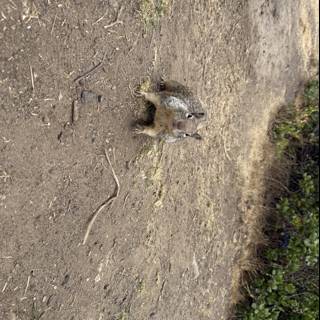 Curious Encounter in Cambria