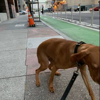 Urban Pup on City Sidewalk
