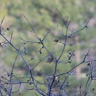 Bare Winter Branches with Seed Pods Against Soft Landscape