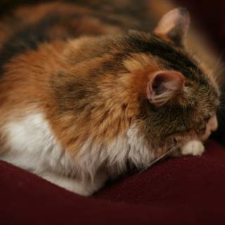 Lazy Manx cat caught napping