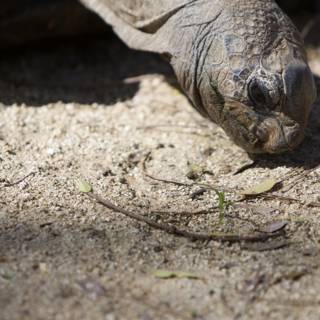Turtle Munching on Grass