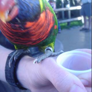 Colorful Parakeet Perches on Person's Hand