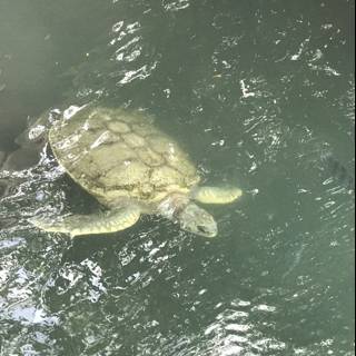 Sea Turtle Swimming with Fish