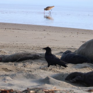 Skua Among Elephant Seals at Drakes Beach
